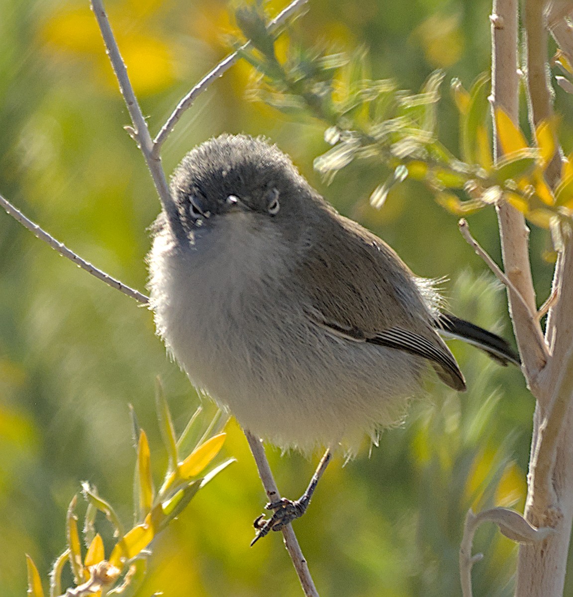 Kara Kuyruklu Bitkuşu - ML646811638