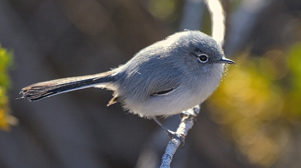 Kara Kuyruklu Bitkuşu - ML646811639