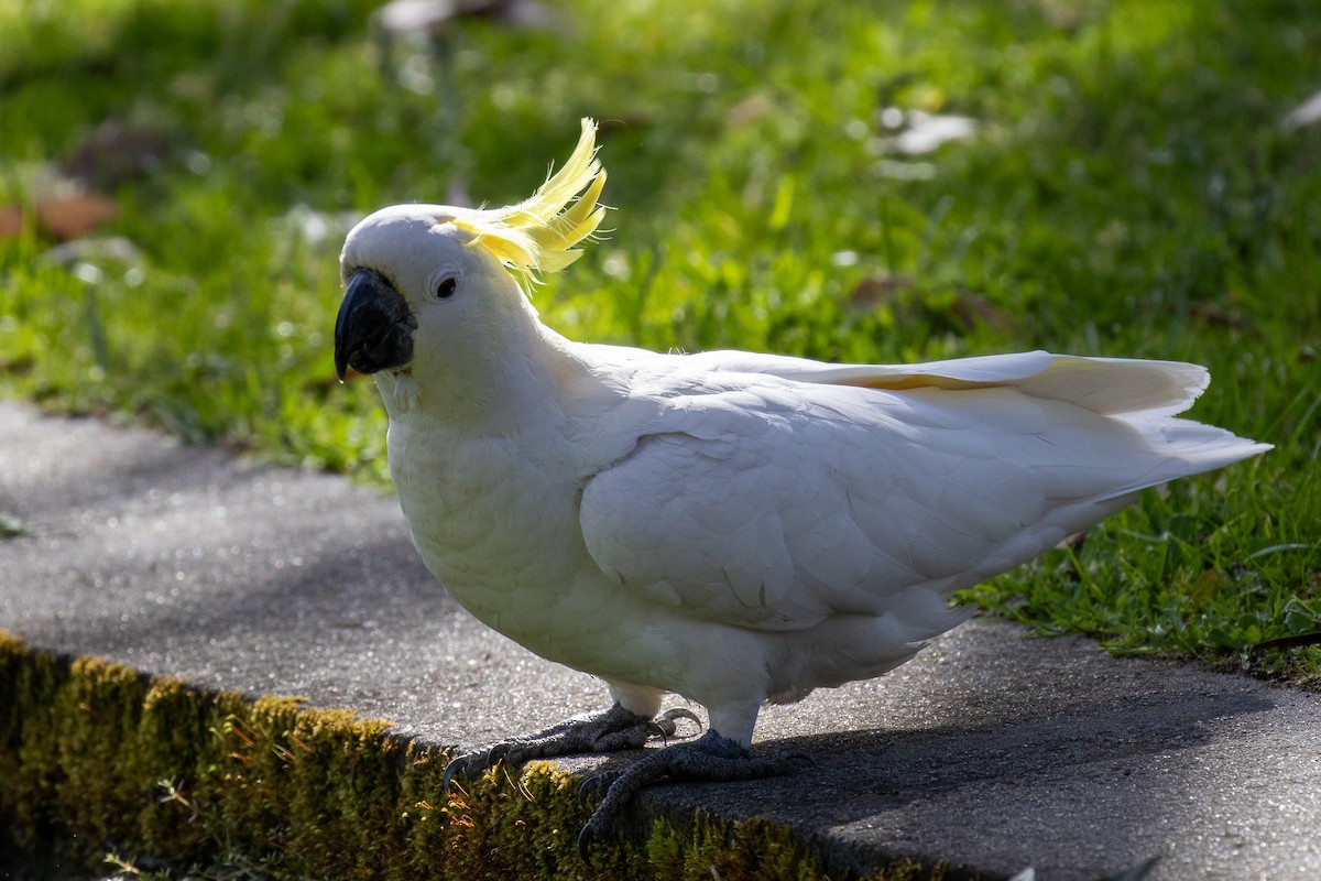 Sulphur-crested Cockatoo - ML646811640