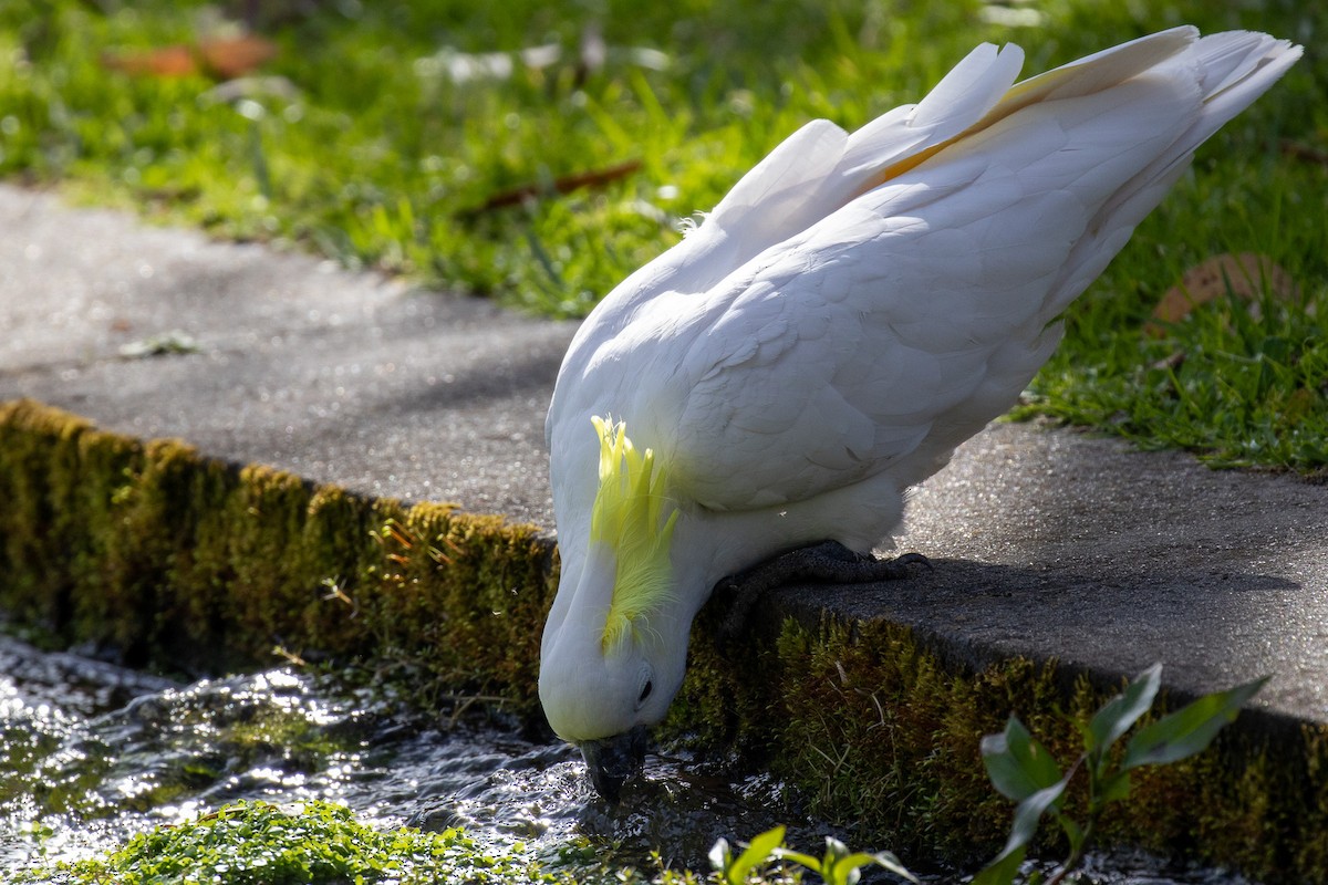 Sulphur-crested Cockatoo - ML646811641