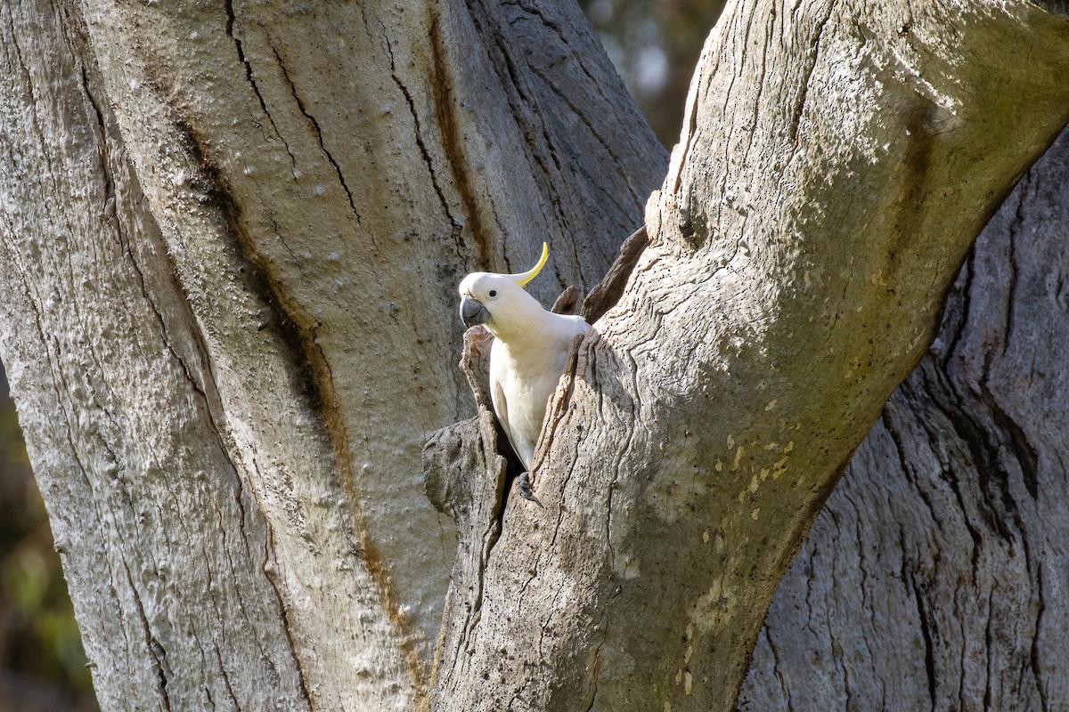 Sulphur-crested Cockatoo - ML646811642
