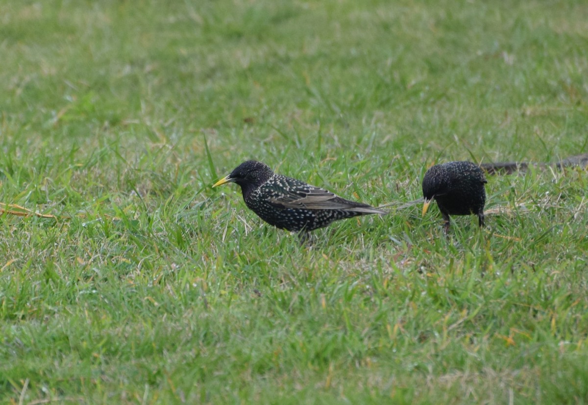 European Starling - ML646811643