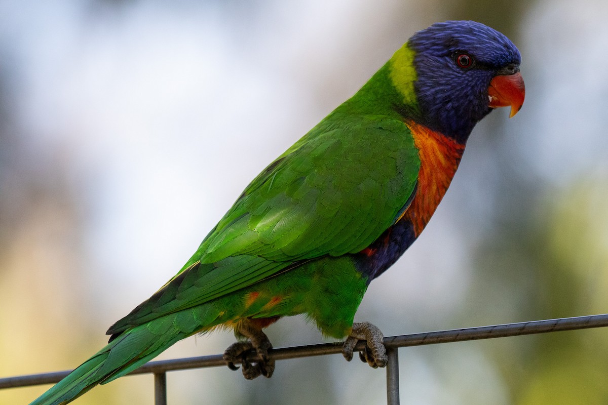 Rainbow Lorikeet - ML646811647
