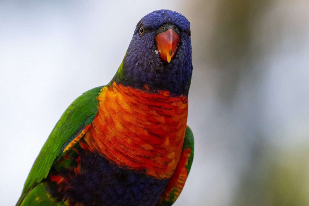 Rainbow Lorikeet - ML646811648