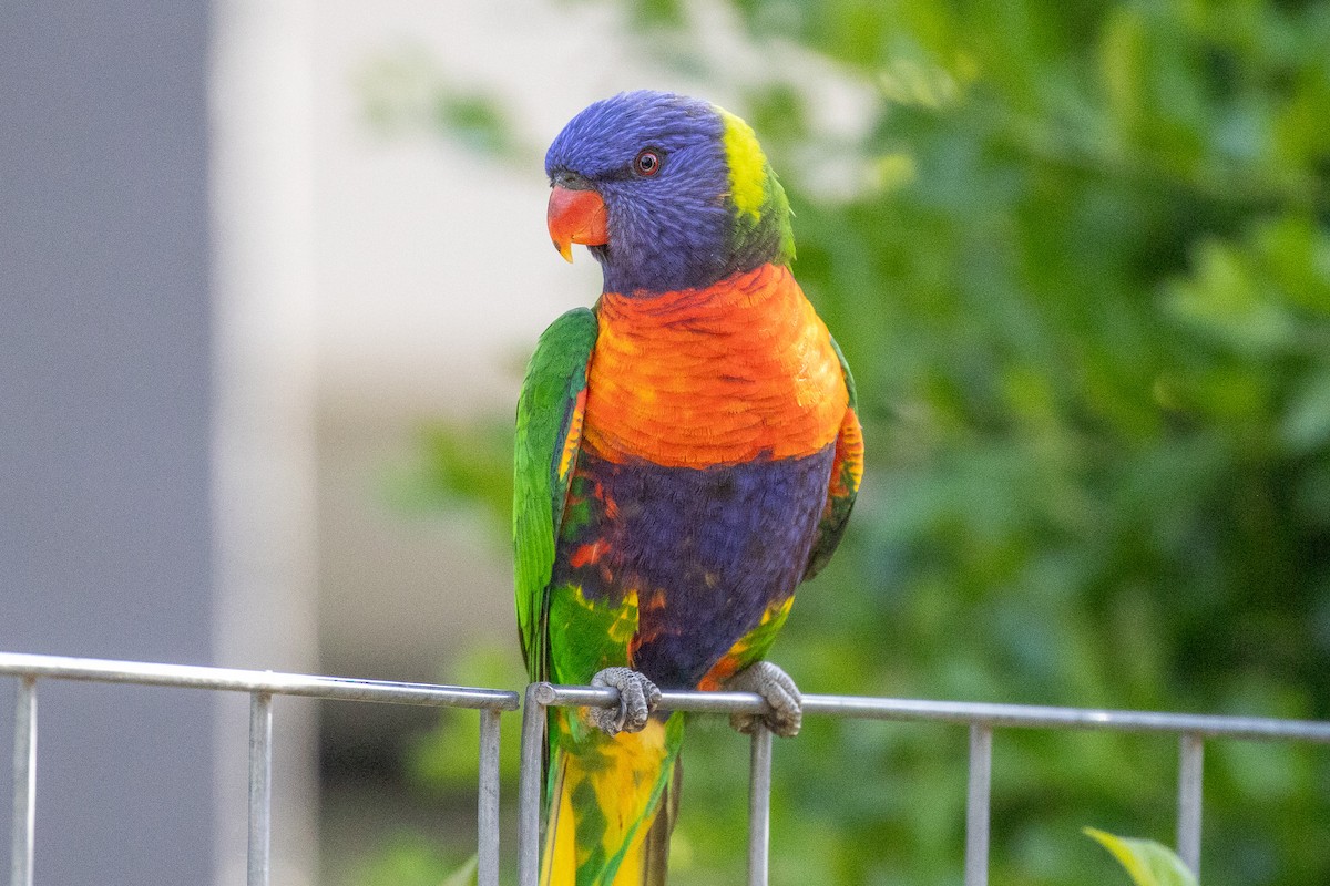 Rainbow Lorikeet - ML646811649