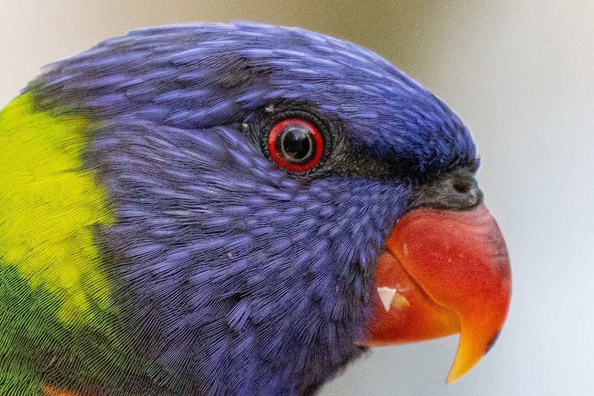 Rainbow Lorikeet - ML646811650
