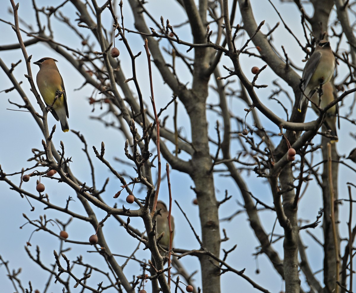 Cedar Waxwing - ML646811653