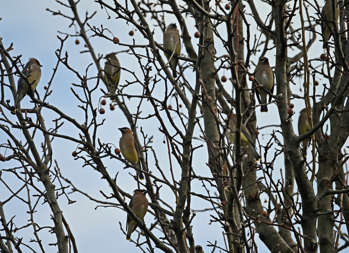 Cedar Waxwing - ML646811654
