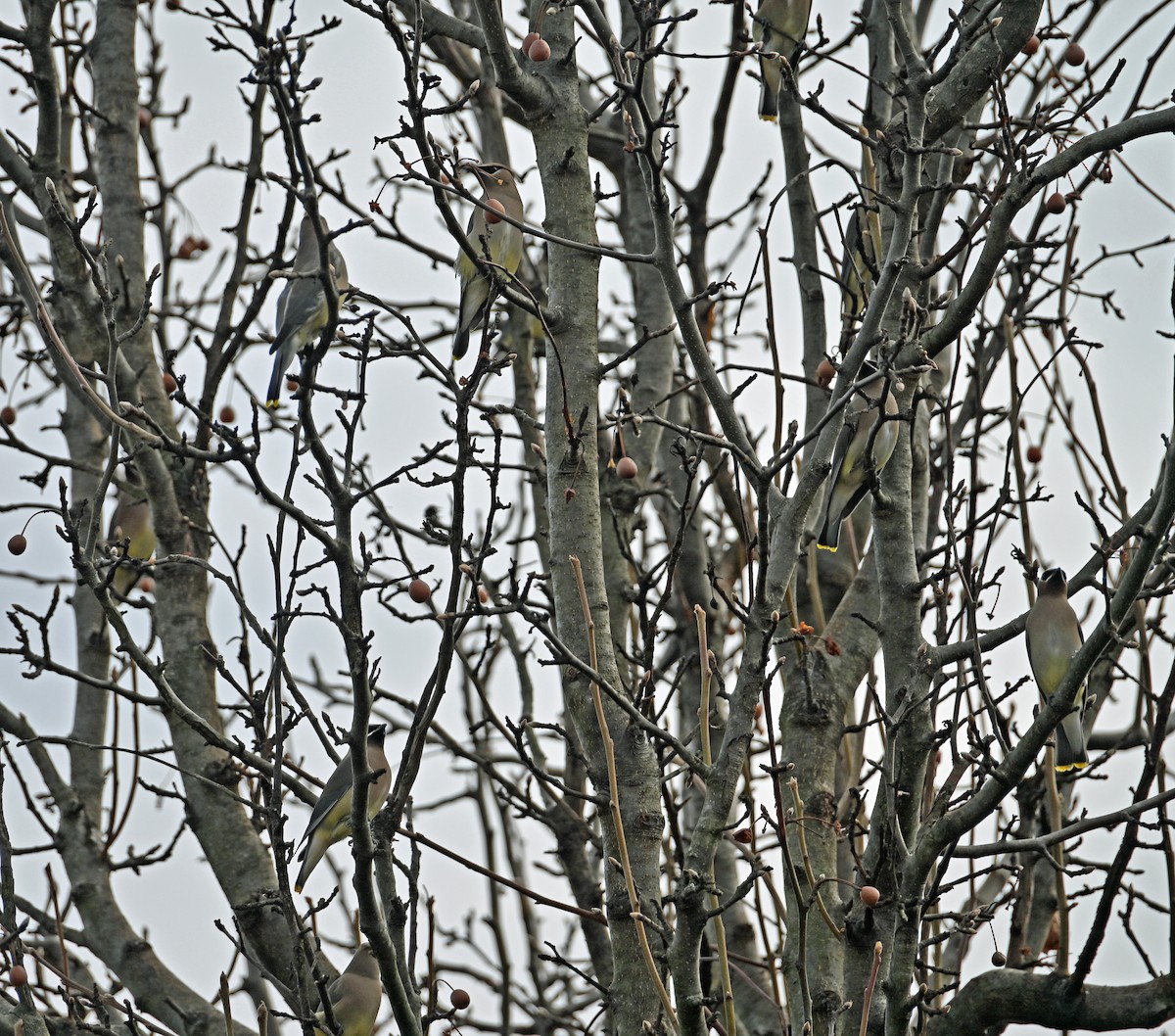 Cedar Waxwing - ML646811655