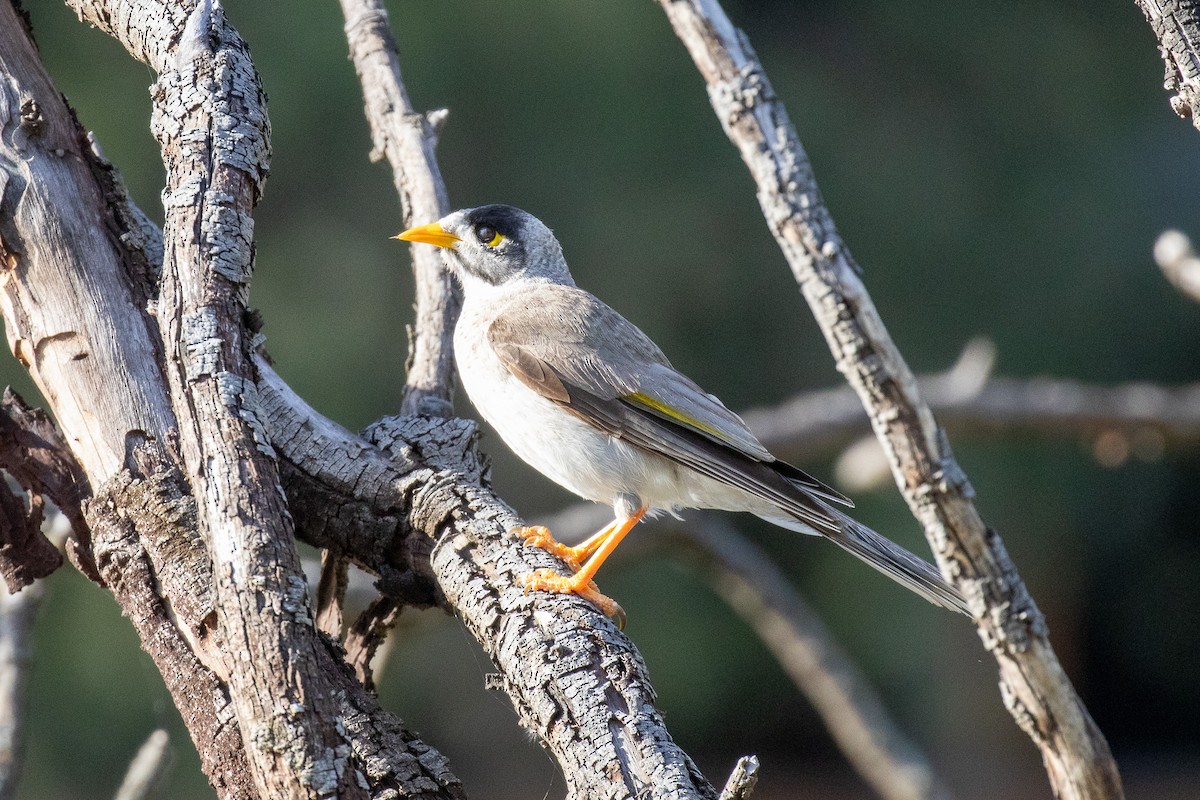 Noisy Miner - ML646811656