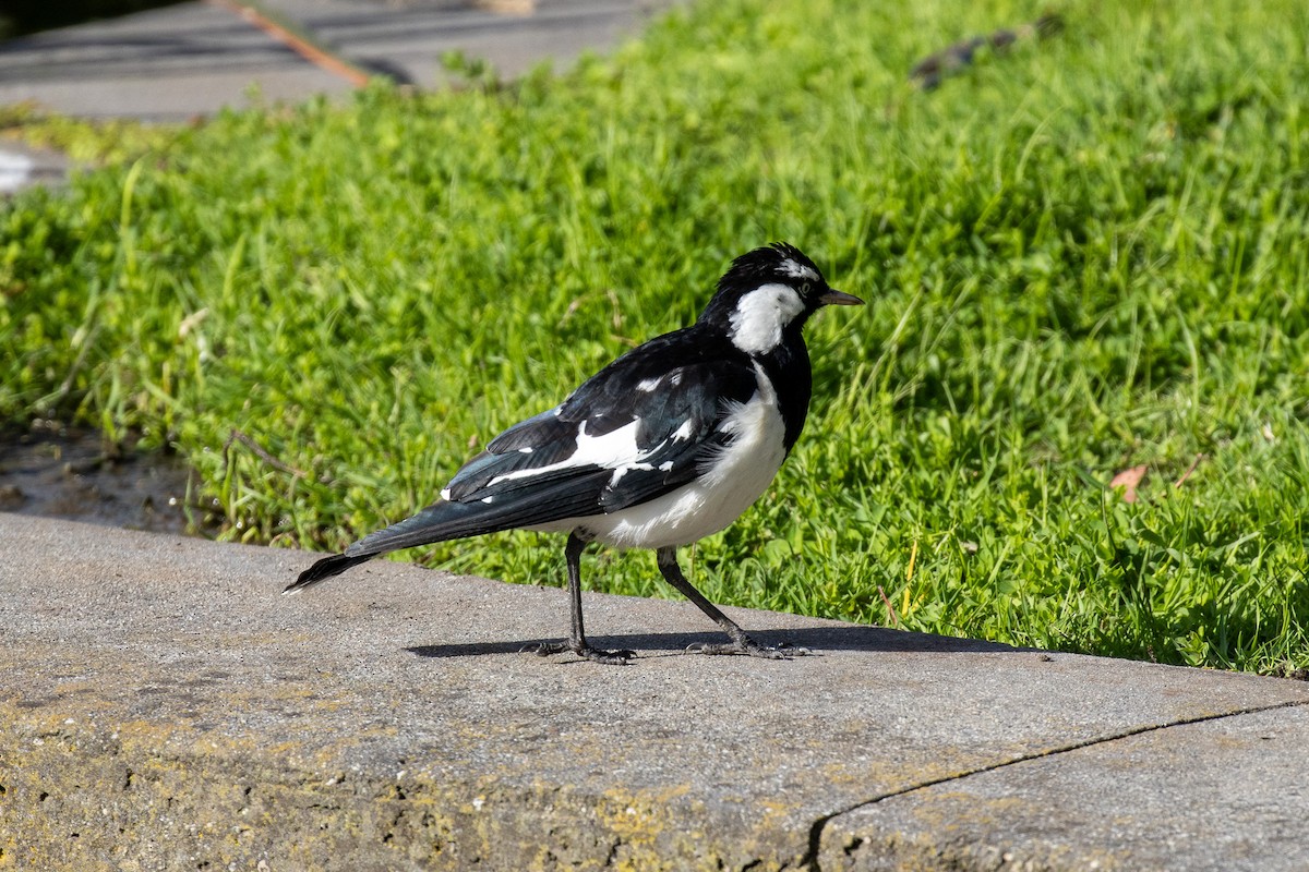 Magpie-lark - ML646811659