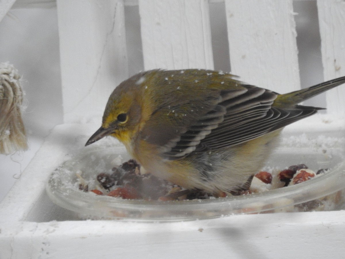 Çam Ötleğeni - ML646811663