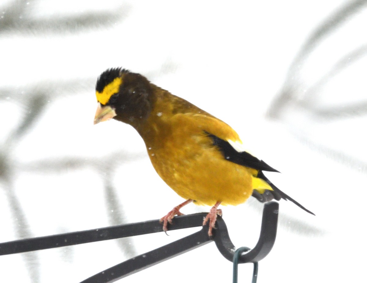 キビタイシメ - ML646811664