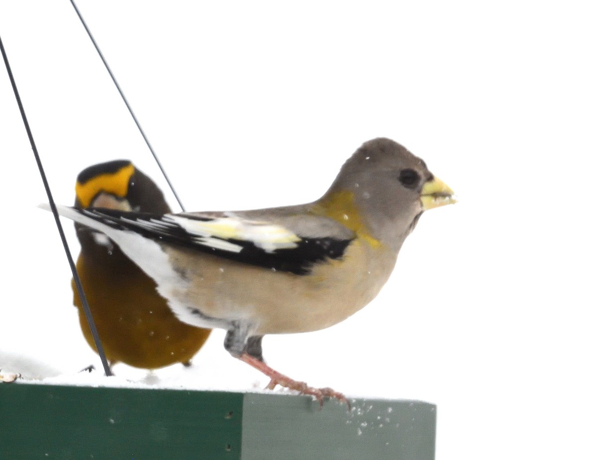 キビタイシメ - ML646811665