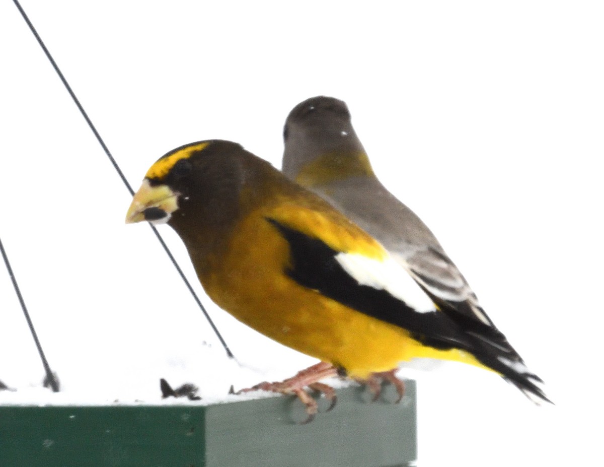 キビタイシメ - ML646811666