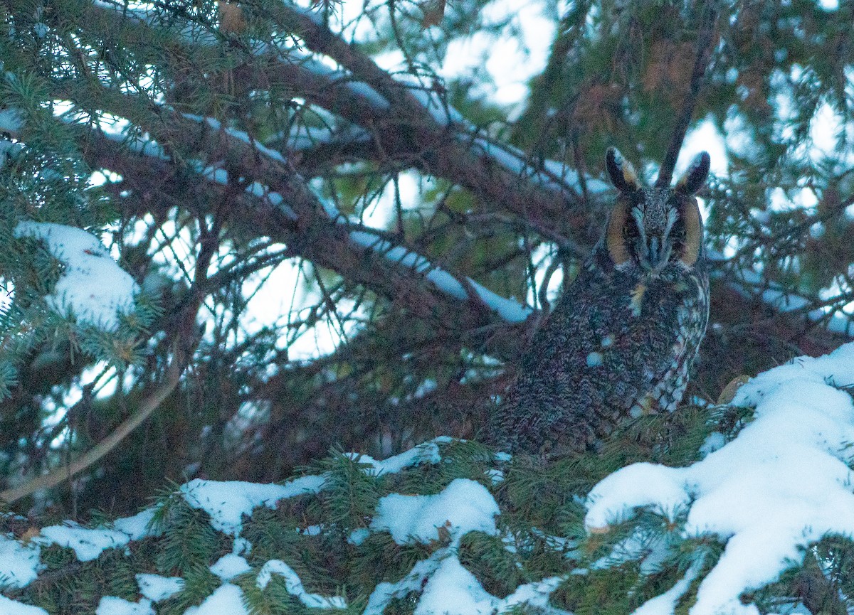 Long-eared Owl - ML646811668