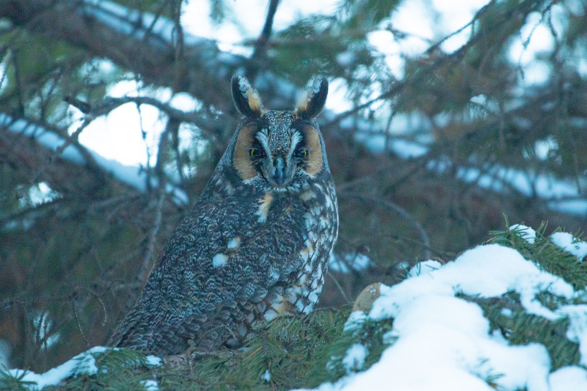 Long-eared Owl - ML646811669