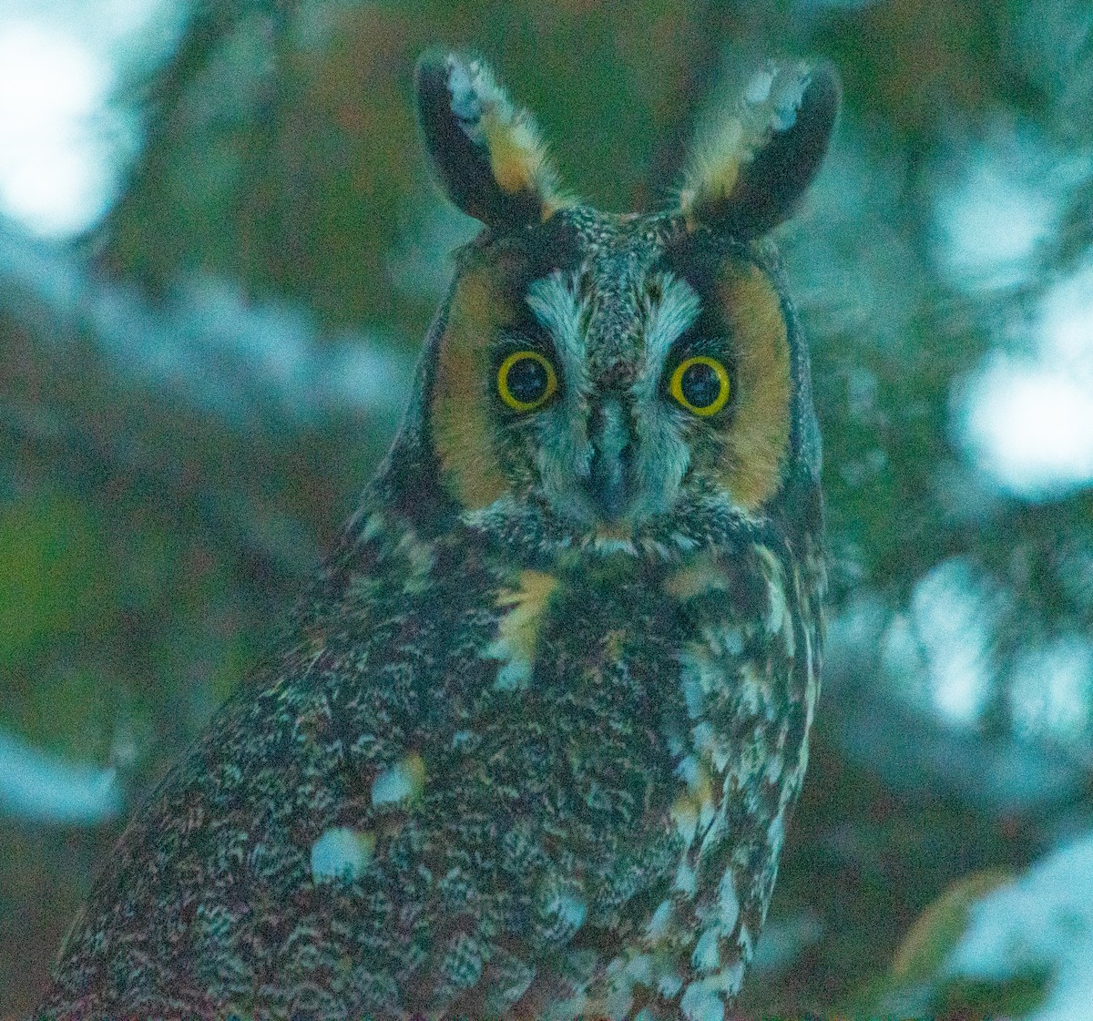 Long-eared Owl - ML646811670