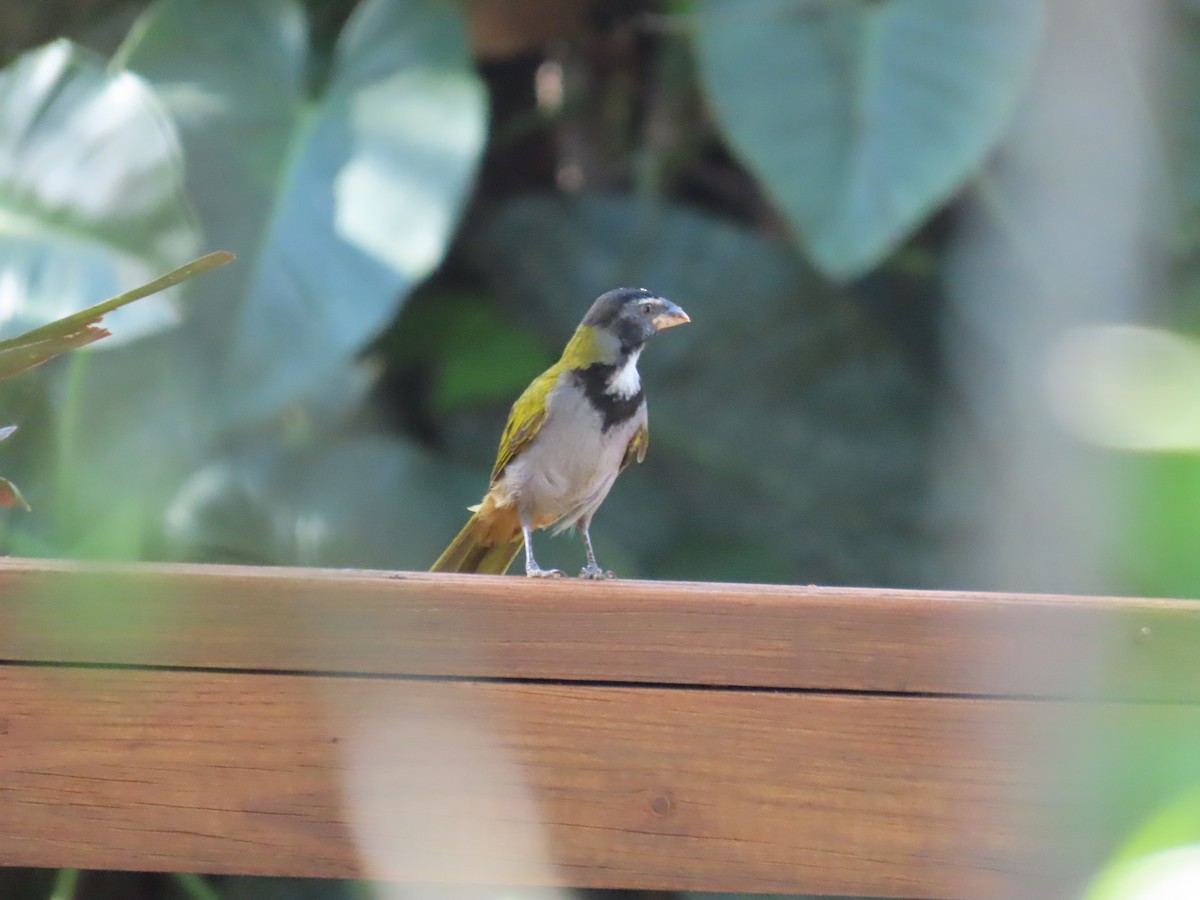 Black-headed Saltator - ML646811672