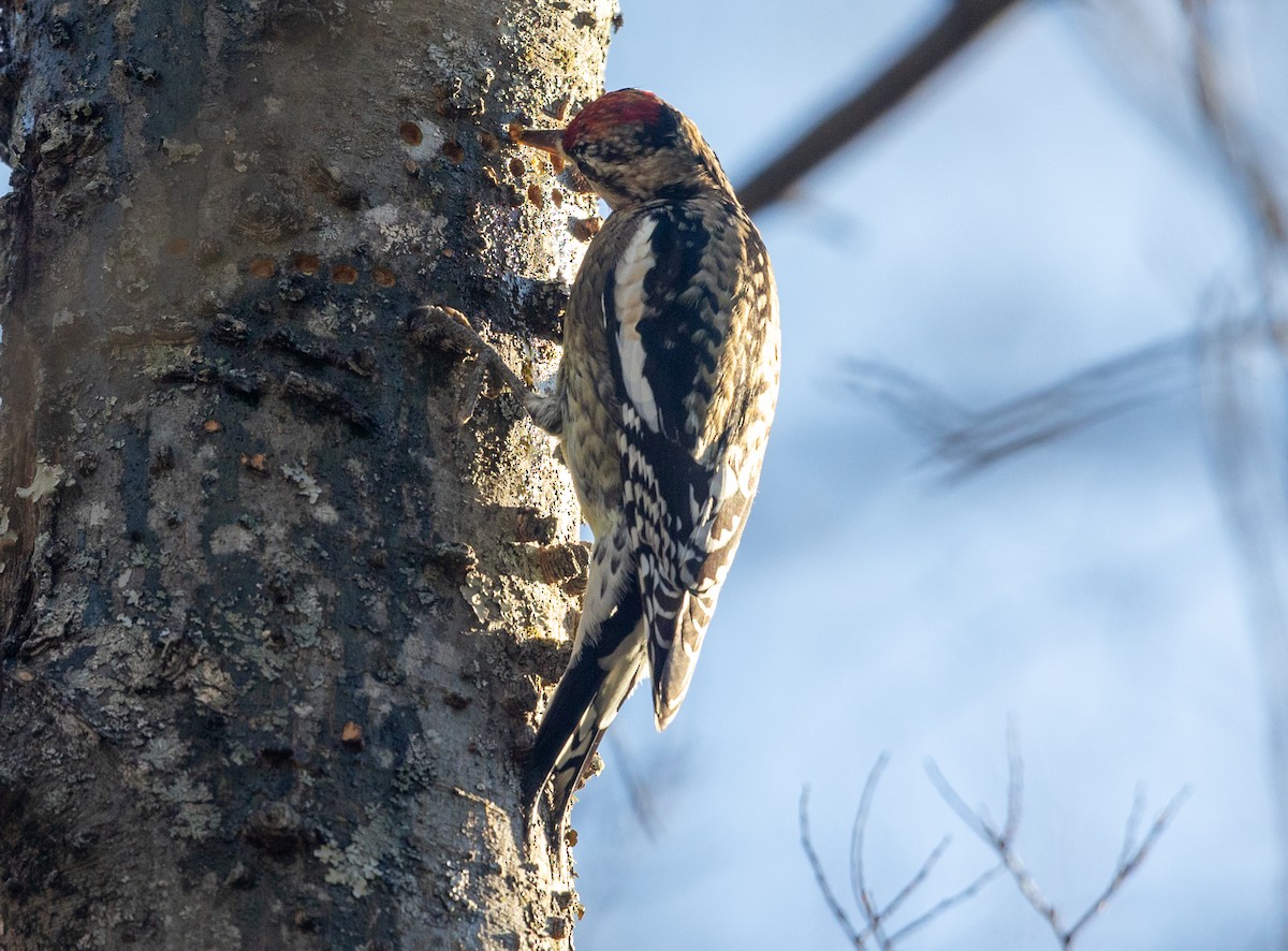 Gelbbauch-Saftlecker - ML646811673