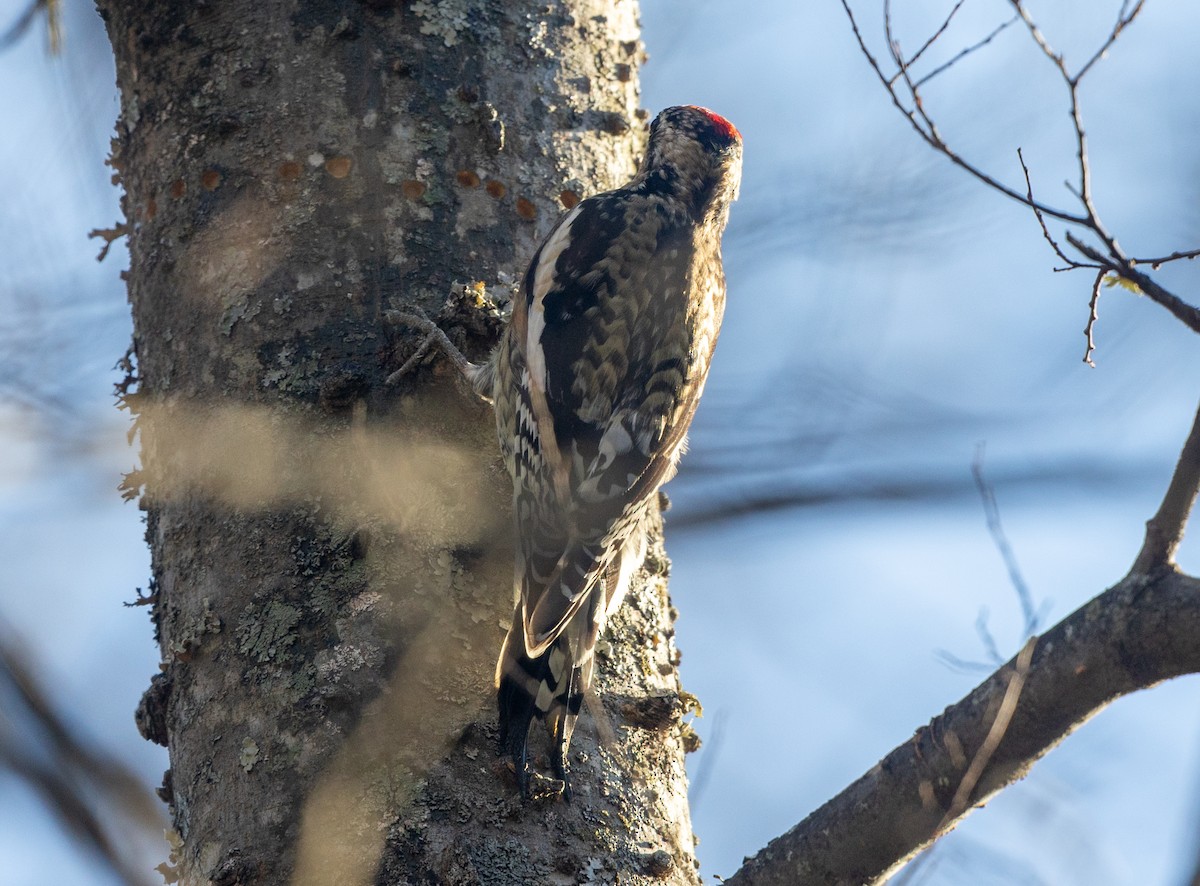 Gelbbauch-Saftlecker - ML646811674