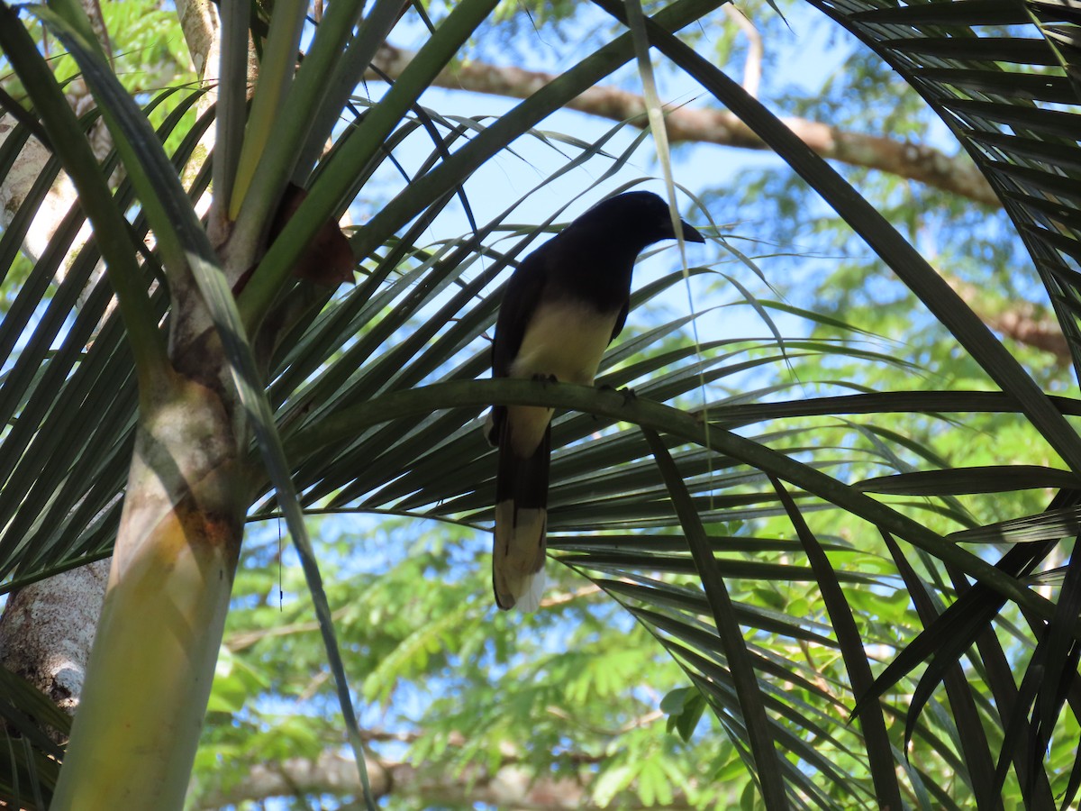 Brown Jay - ML646811678