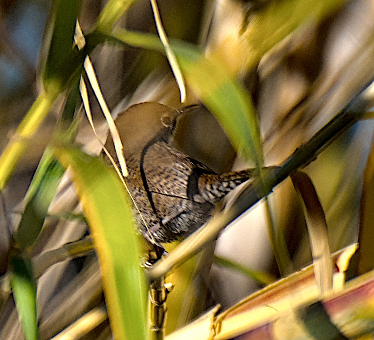 Ev Çıtkuşu - ML646811679