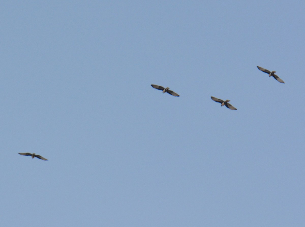 Siyah Baza - ML646811688