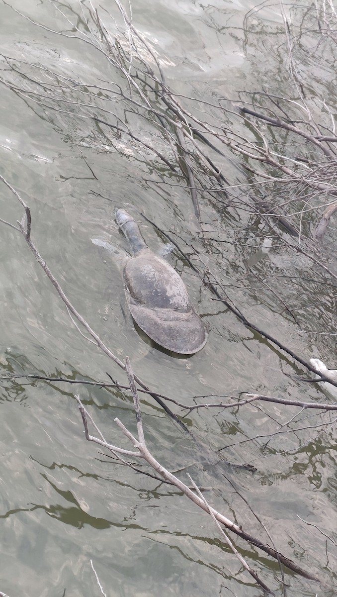 Reptiles - ML646811692