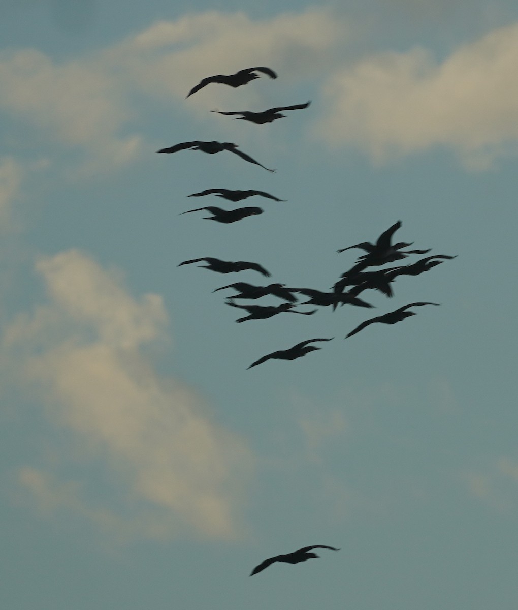 קורמורן אמריקני - ML646811696