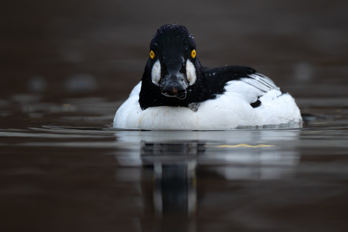Common Goldeneye - ML646811699