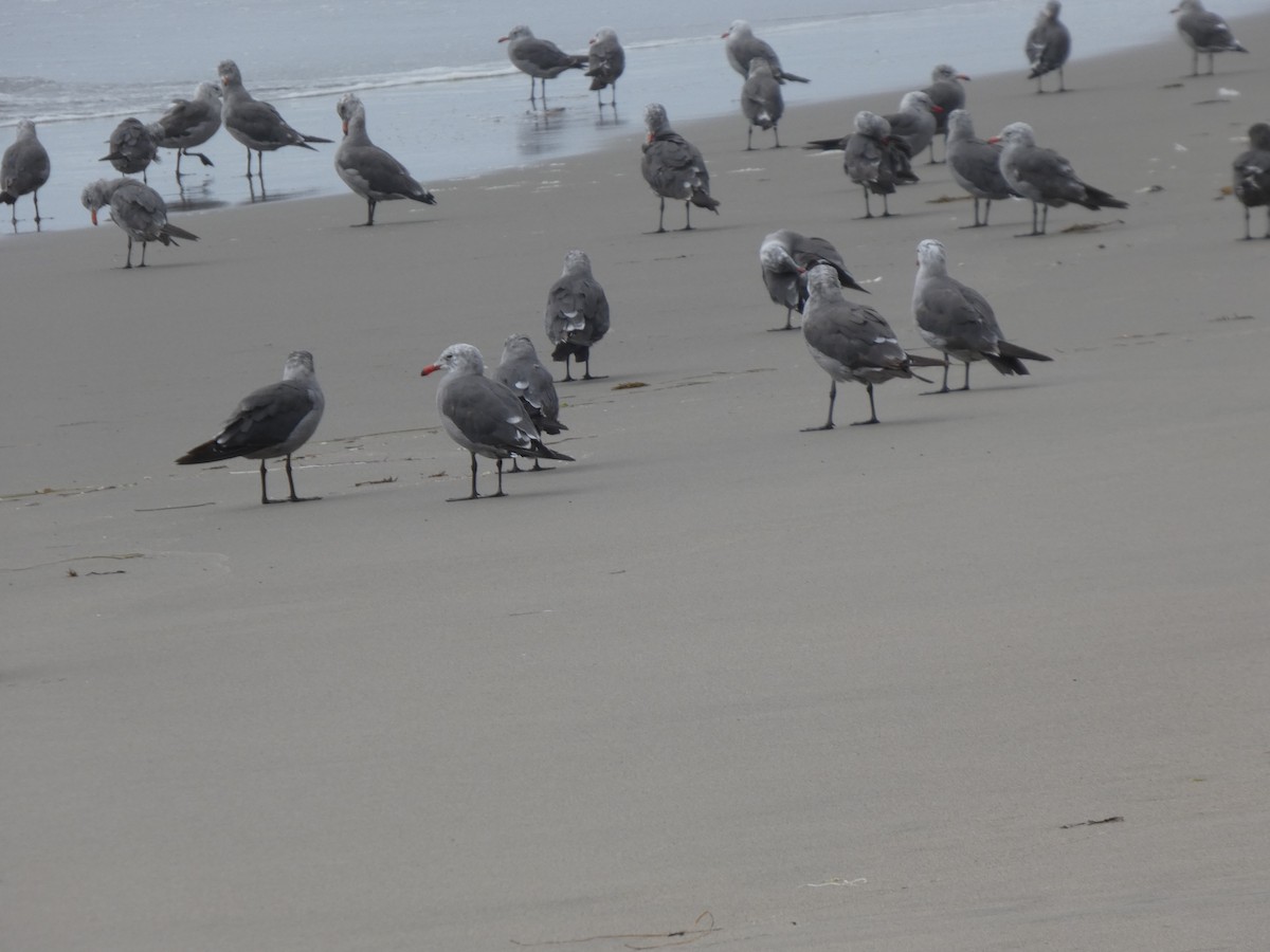 Goéland de Heermann - ML646811700