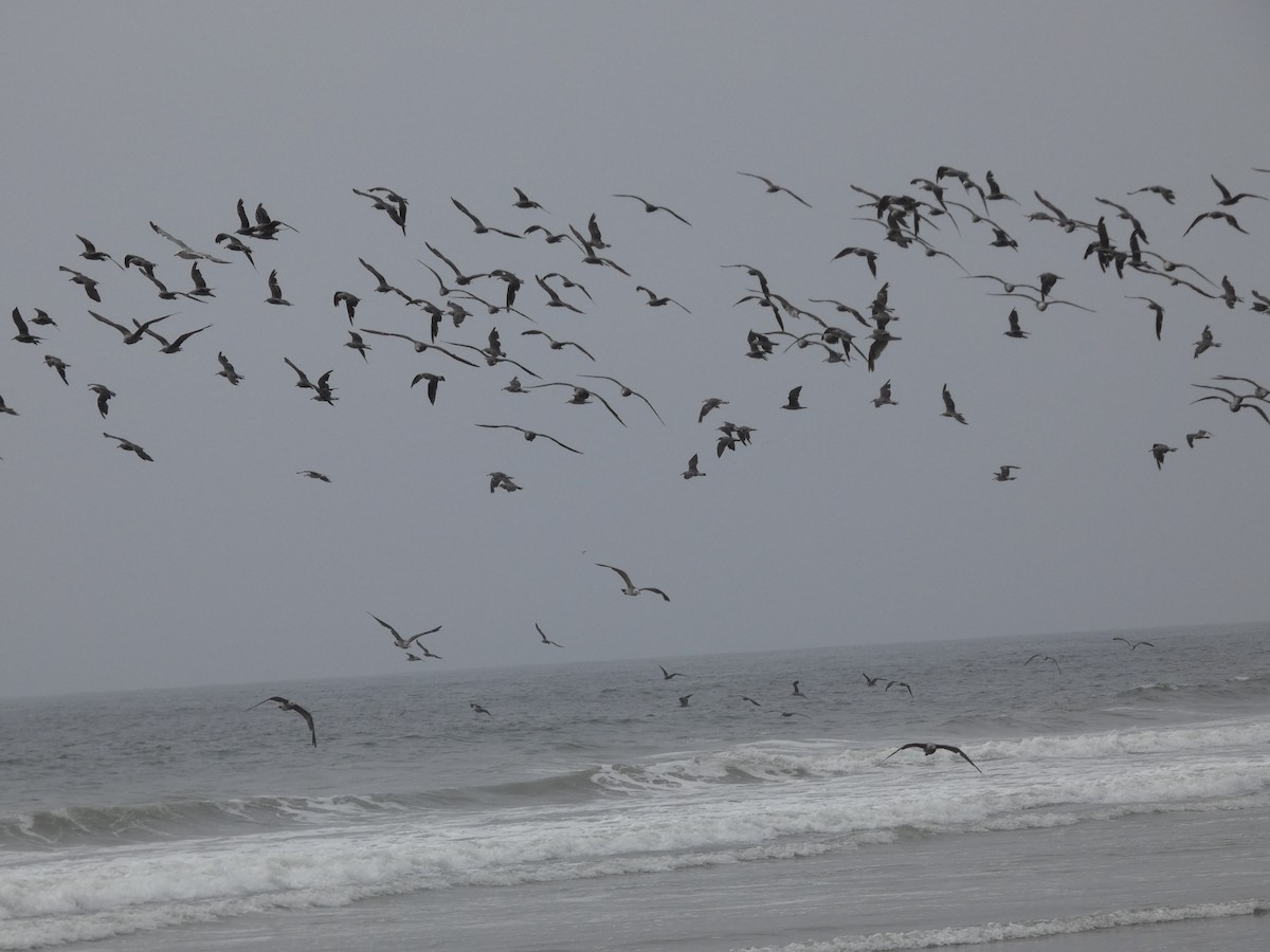 Goéland de Heermann - ML646811702