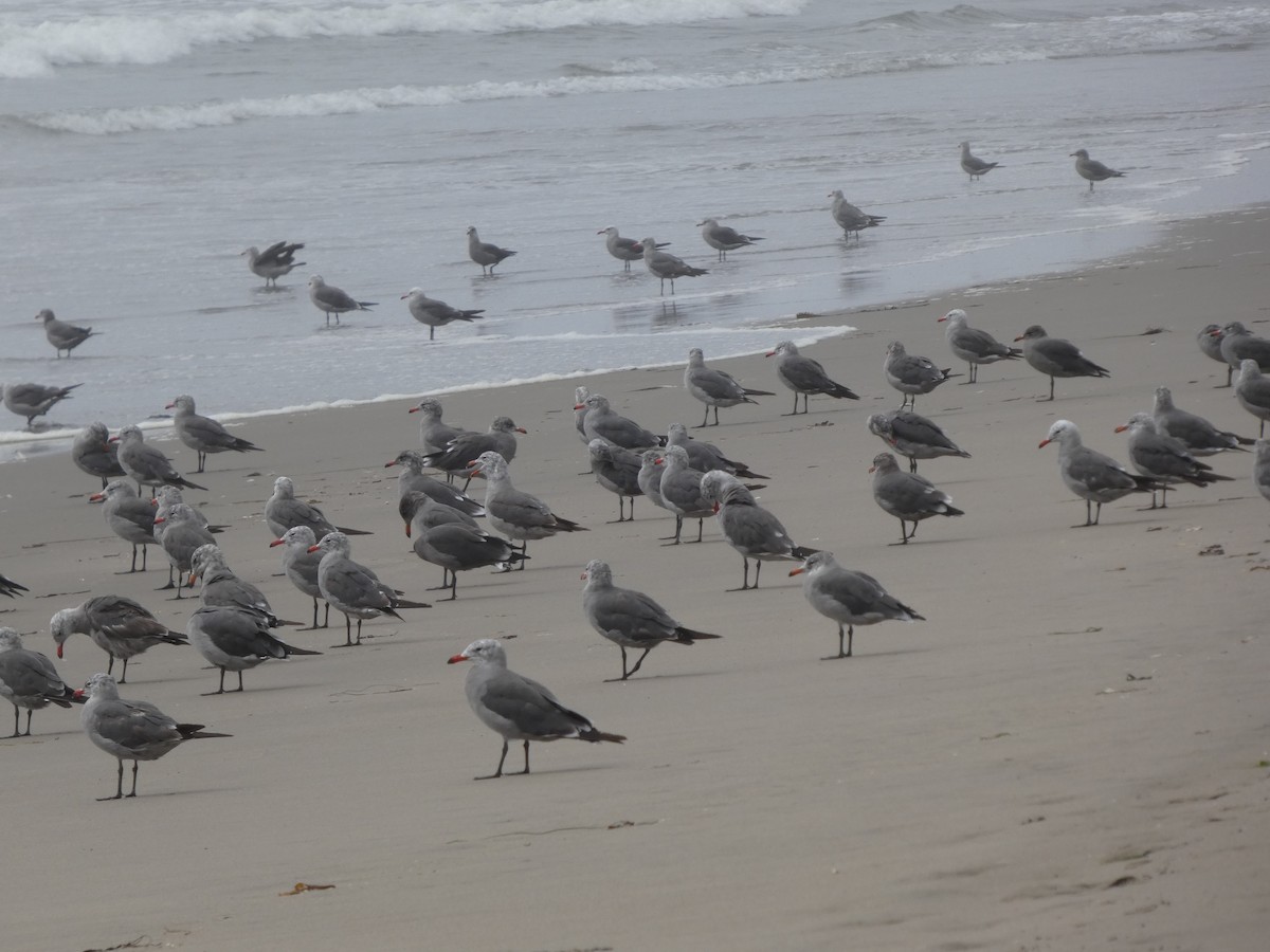 Goéland de Heermann - ML646811703