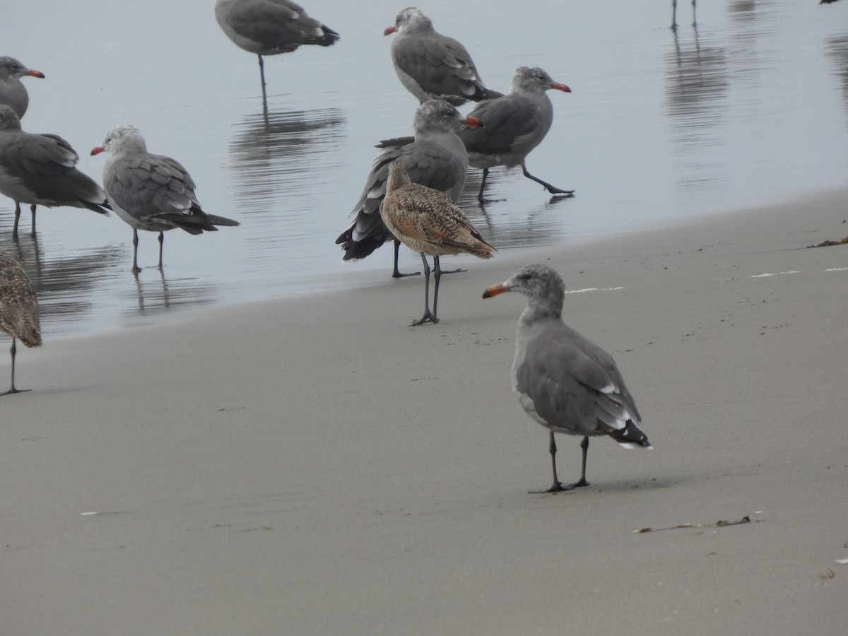 Goéland de Heermann - ML646811704