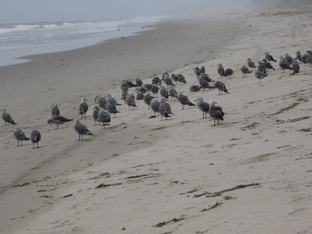 Goéland de Heermann - ML646811705