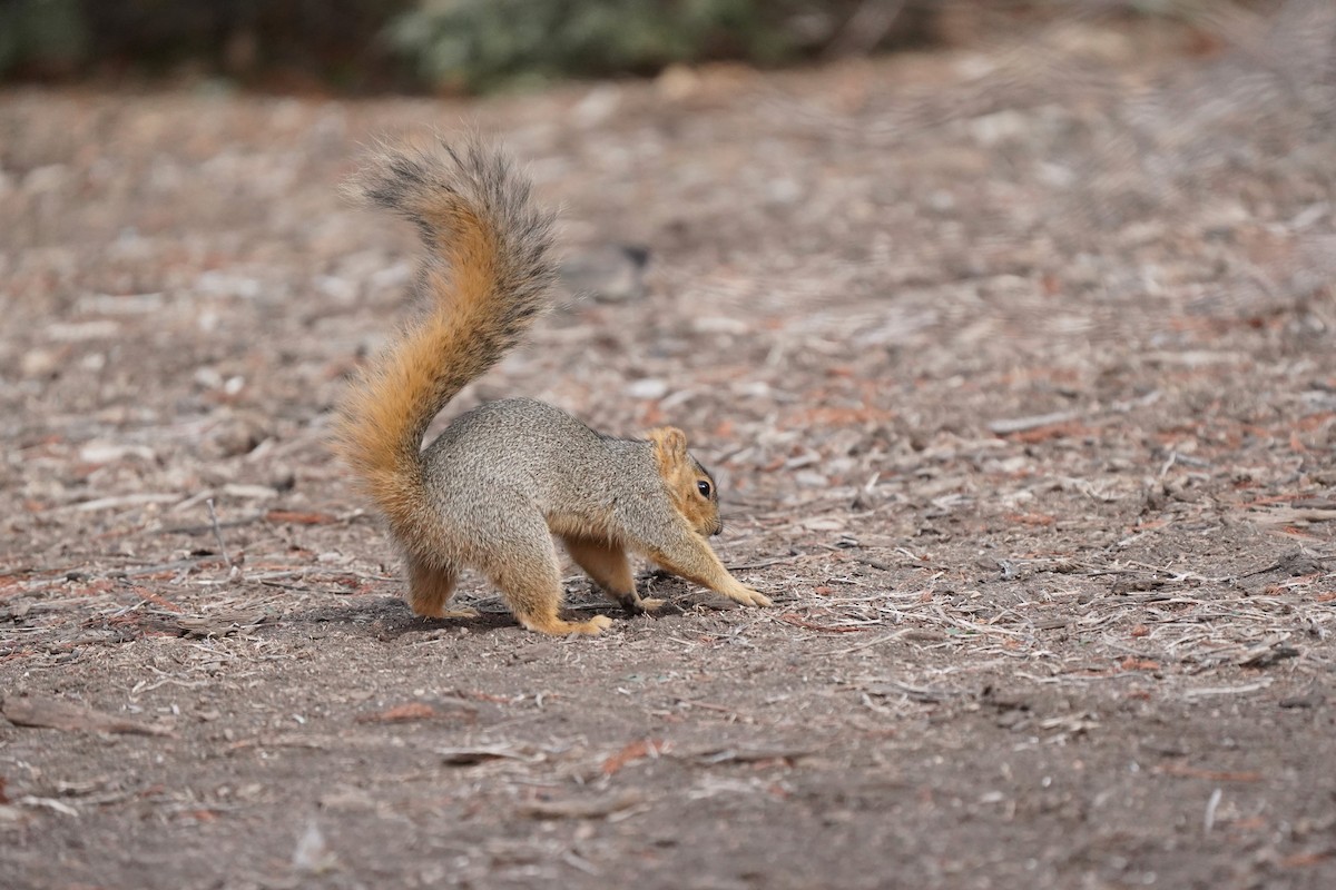 Squirrels - ML646811715