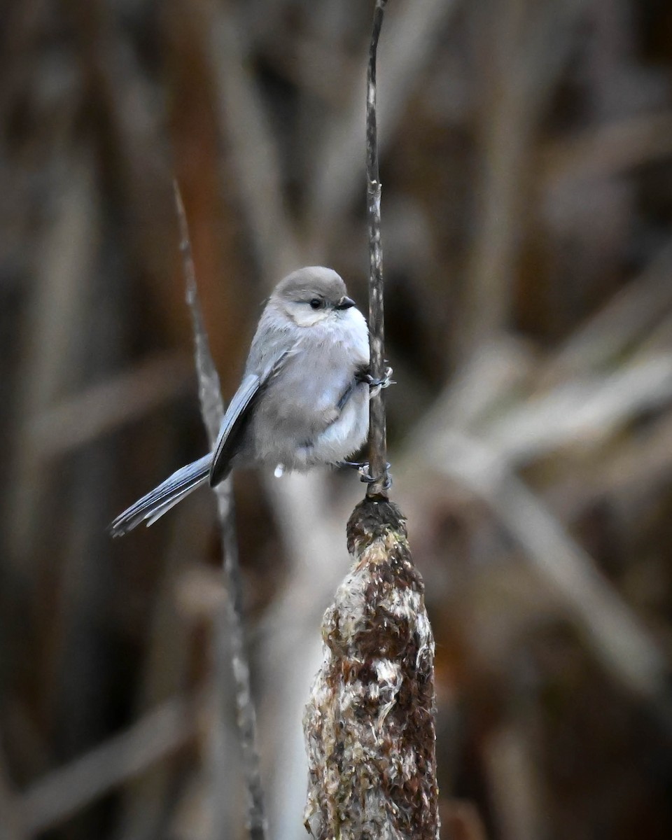 Mito Sastrecillo - ML646811718