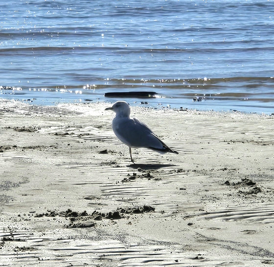 Ringschnabelmöwe - ML646811719