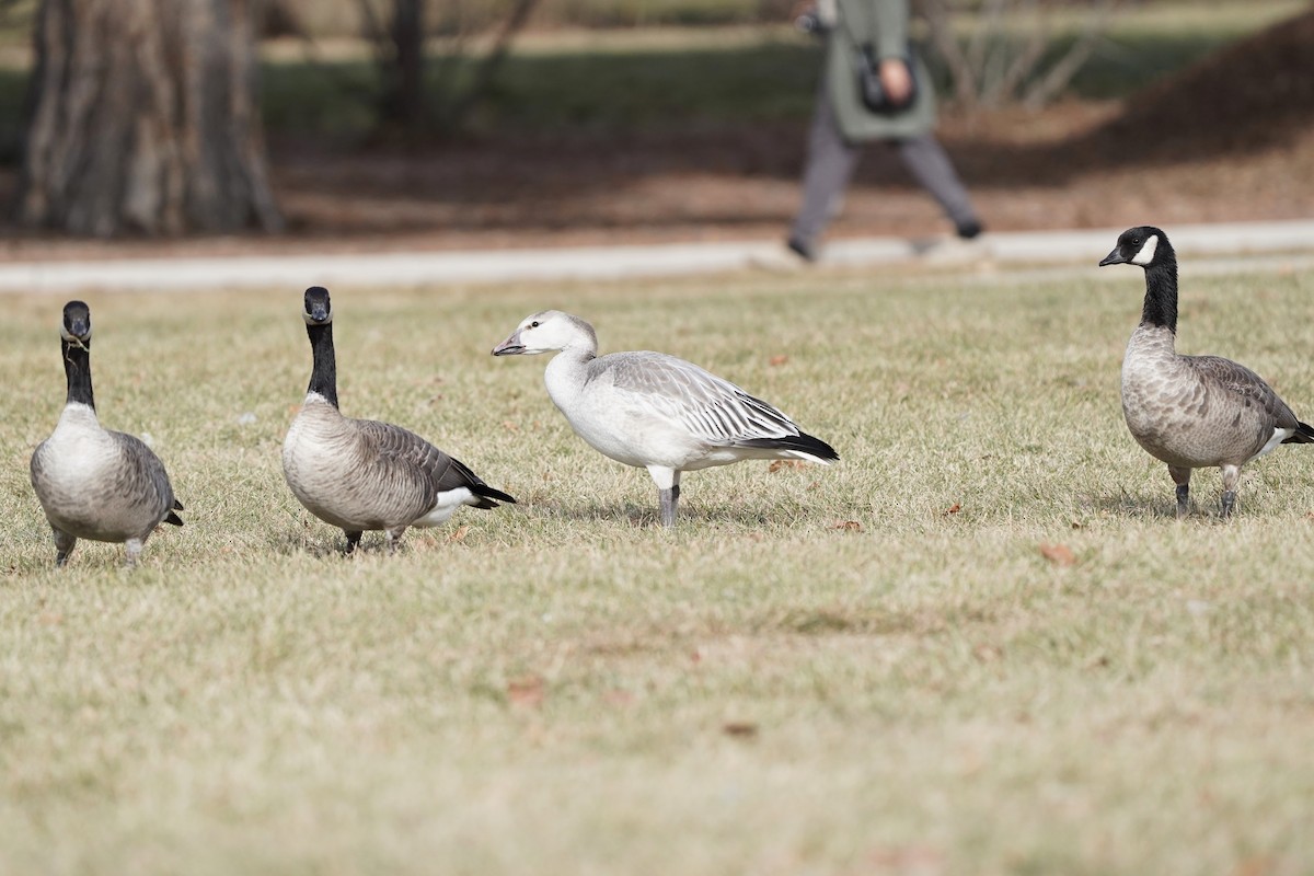 Snow Goose - ML646811720