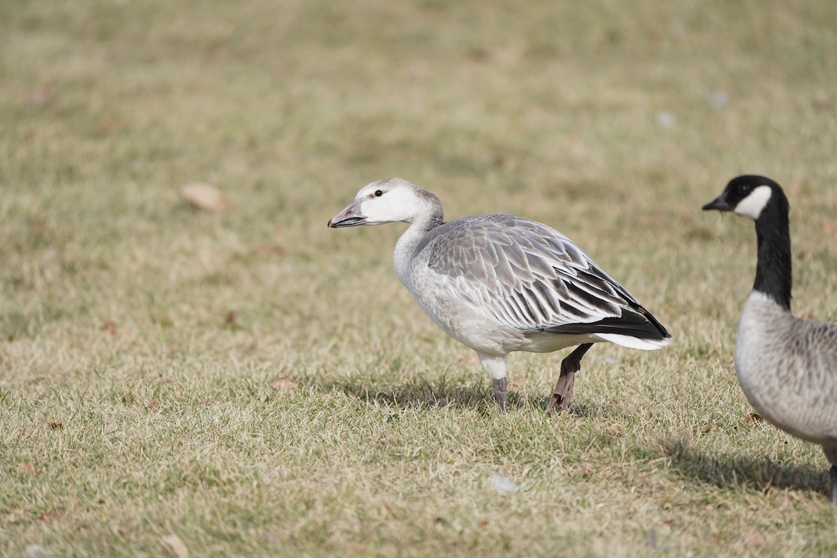 Snow Goose - ML646811721