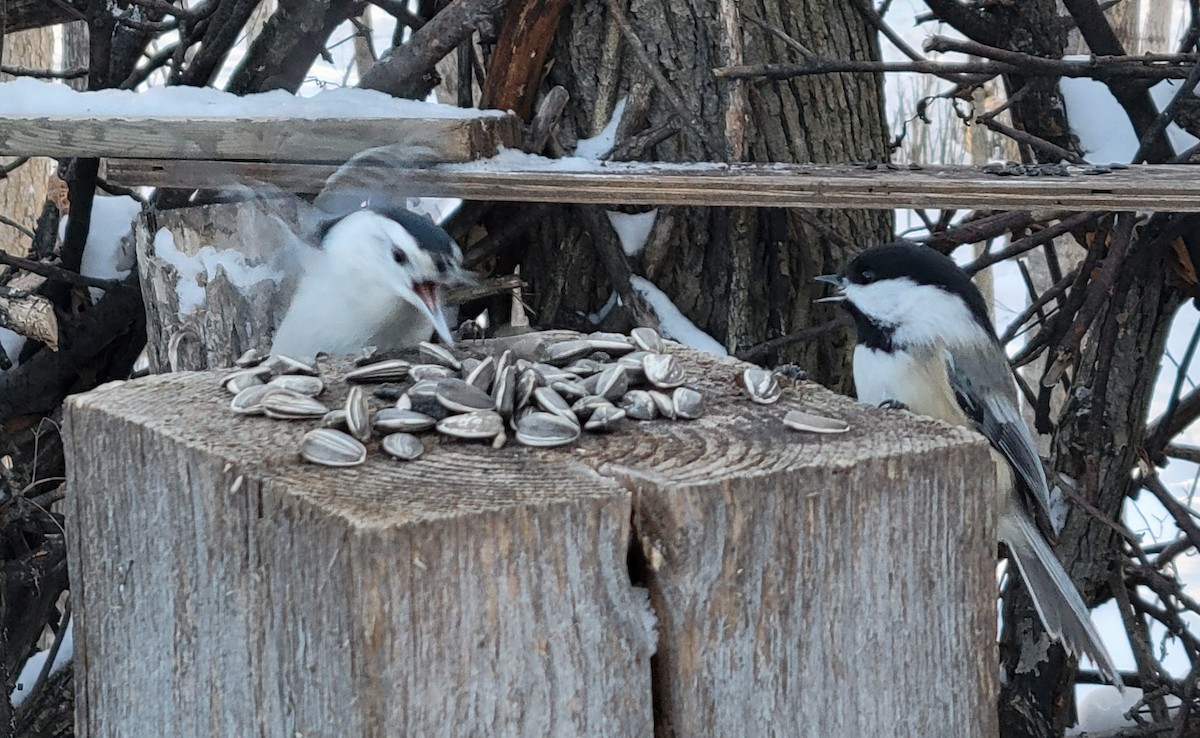 Black-capped Chickadee - ML646811725
