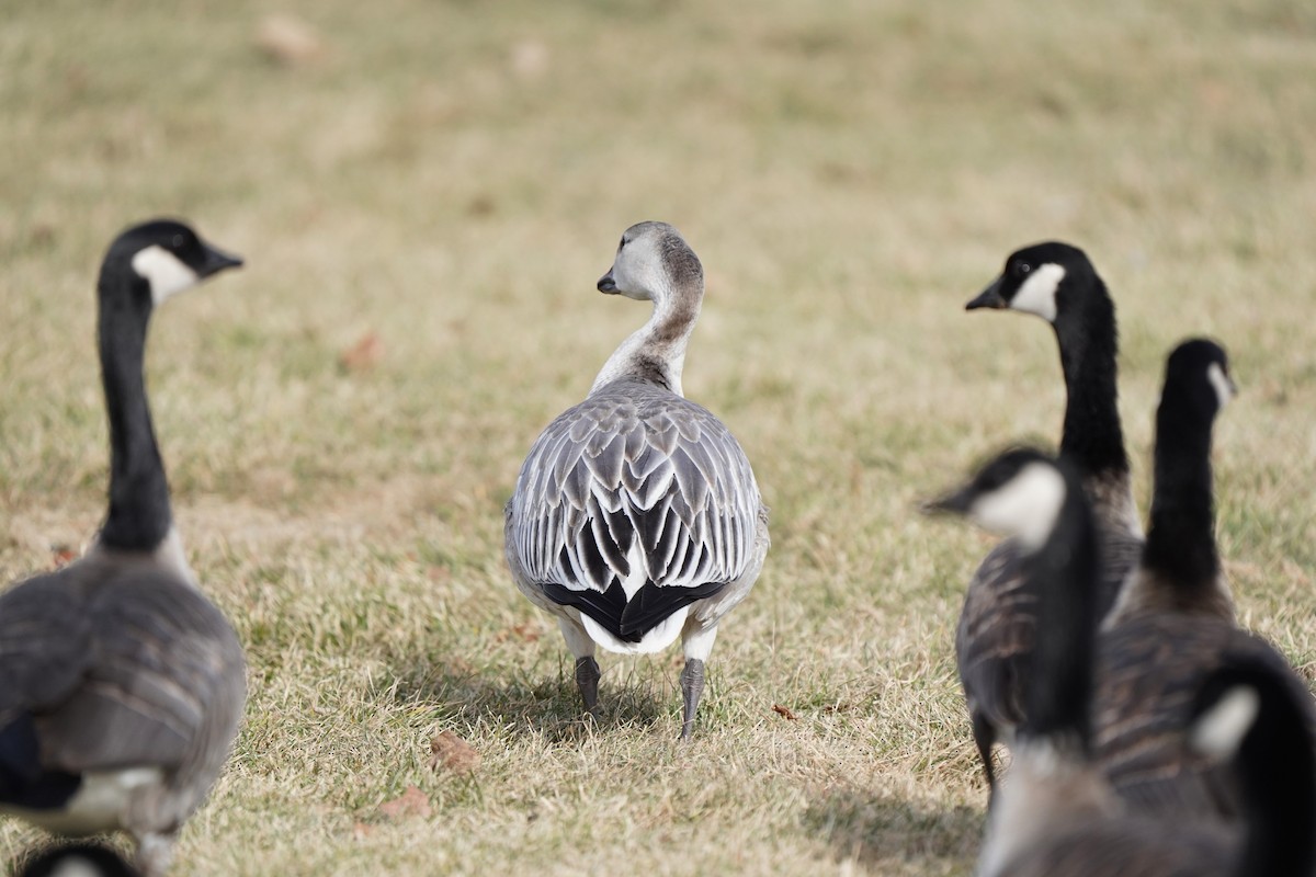 Snow Goose - ML646811731