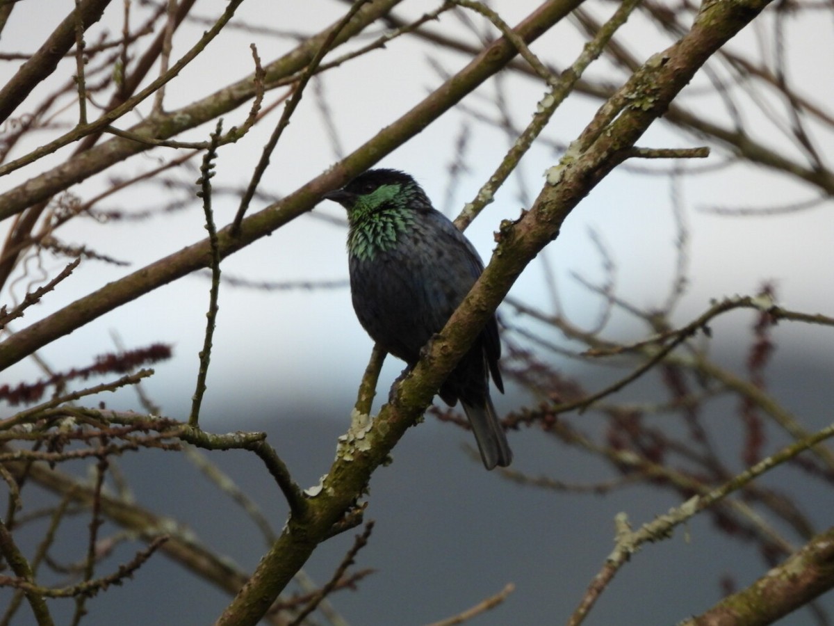 Black-capped Tanager - ML646811732