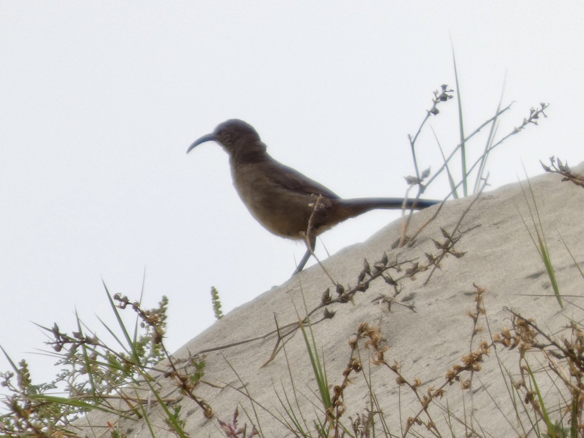 California Thrasher - ML646811733