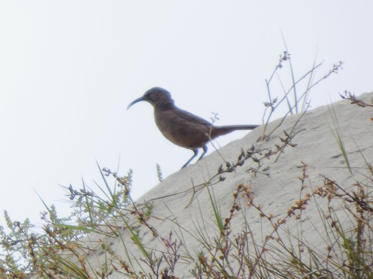 California Thrasher - ML646811734