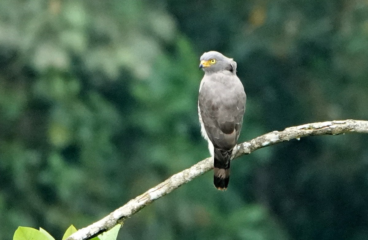 Roadside Hawk - ML646811739