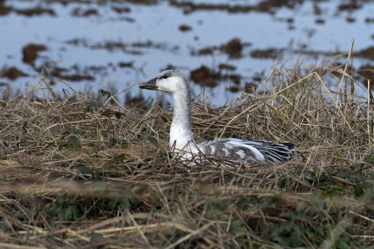Snow Goose - ML646811740