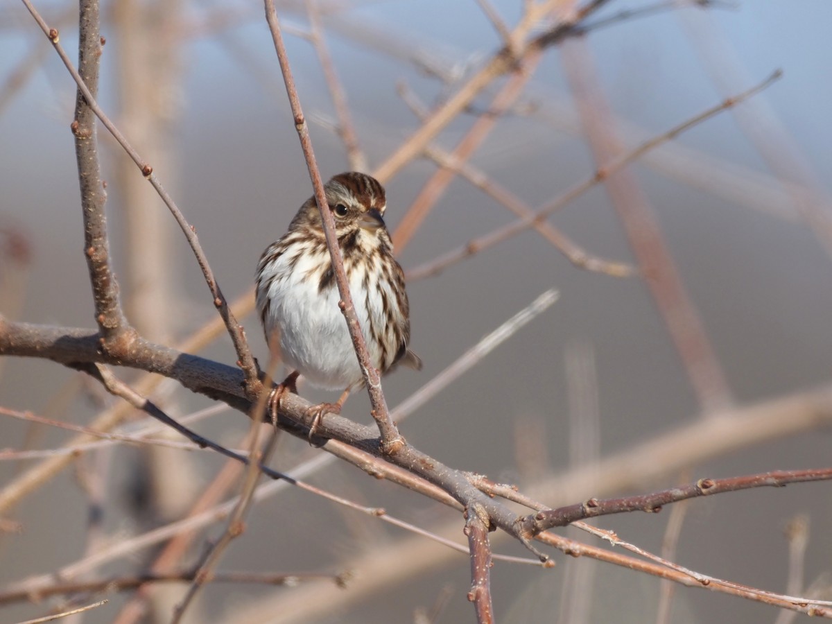 Song Sparrow - ML646811745
