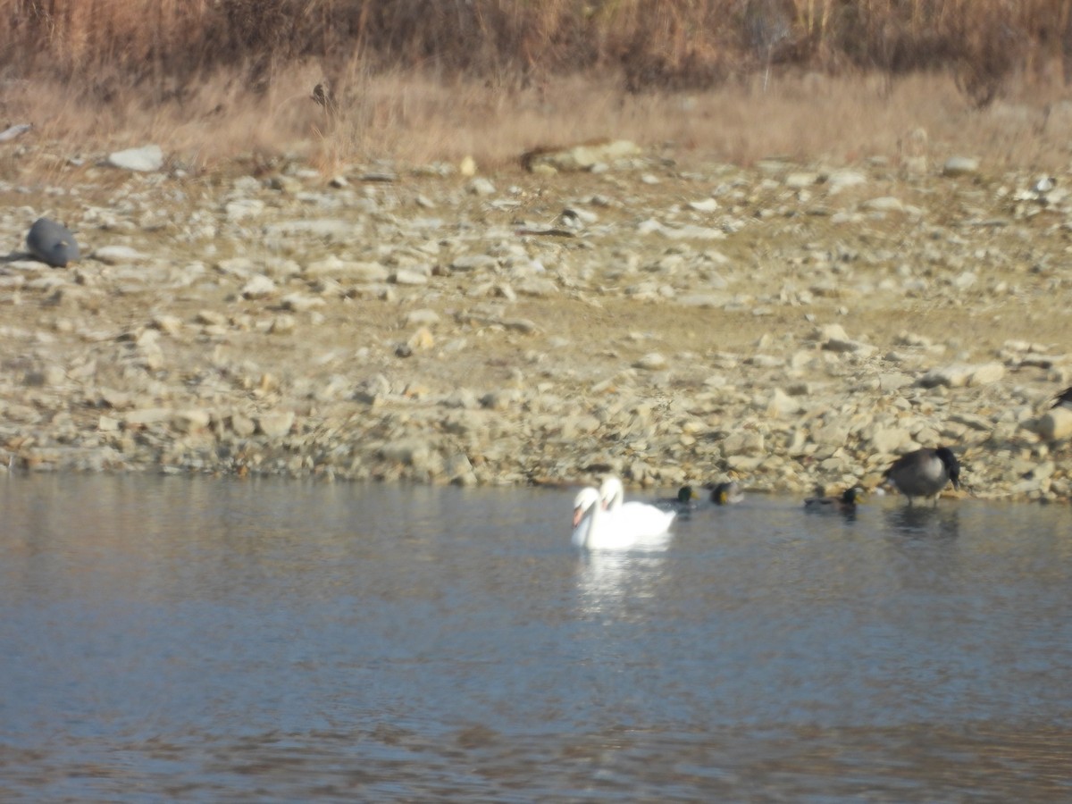 Cygne tuberculé - ML646811746